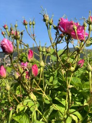 Picking Centifolia roses Comptoir de la Rose