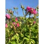 Picking Centifolia roses Comptoir de la Rose