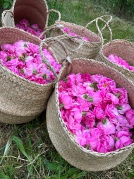 Centifolia rose picking harvest baskets Comptoir de la Rose