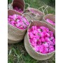 Centifolia rose picking harvest baskets Comptoir de la Rose
